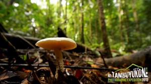 Mount Tambuyukon Expedition  